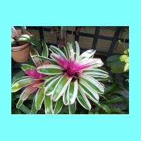 Conservatory 024.jpg